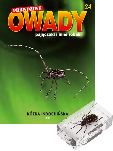 Prawdziwe owady, pajęczaki i inne robaki - TOM 24