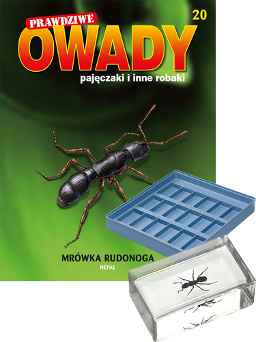 Prawdziwe owady, pajęczaki i inne robaki - TOM 20