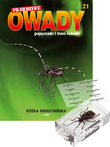Prawdziwe owady, pajęczaki i inne robaki - TOM 21